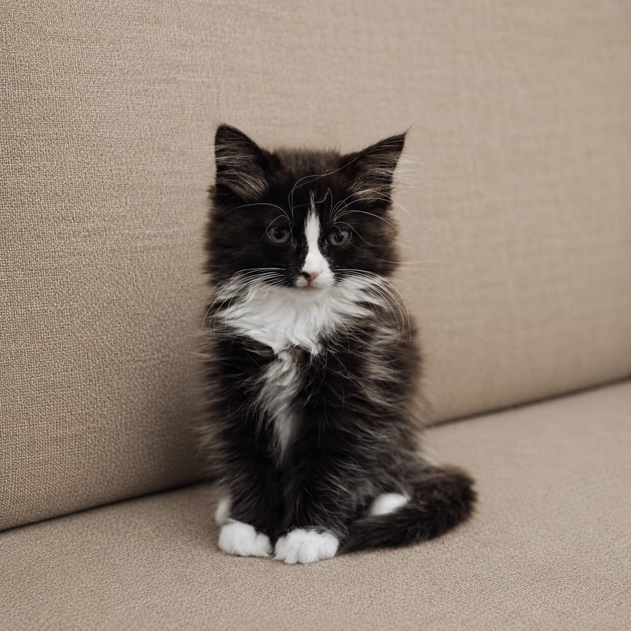 Phone photo of a tuxedo kitten sitting on a couch