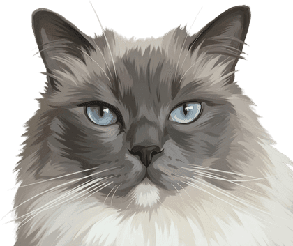 Modern head portrait sample of a grey and white cat with blue eyes