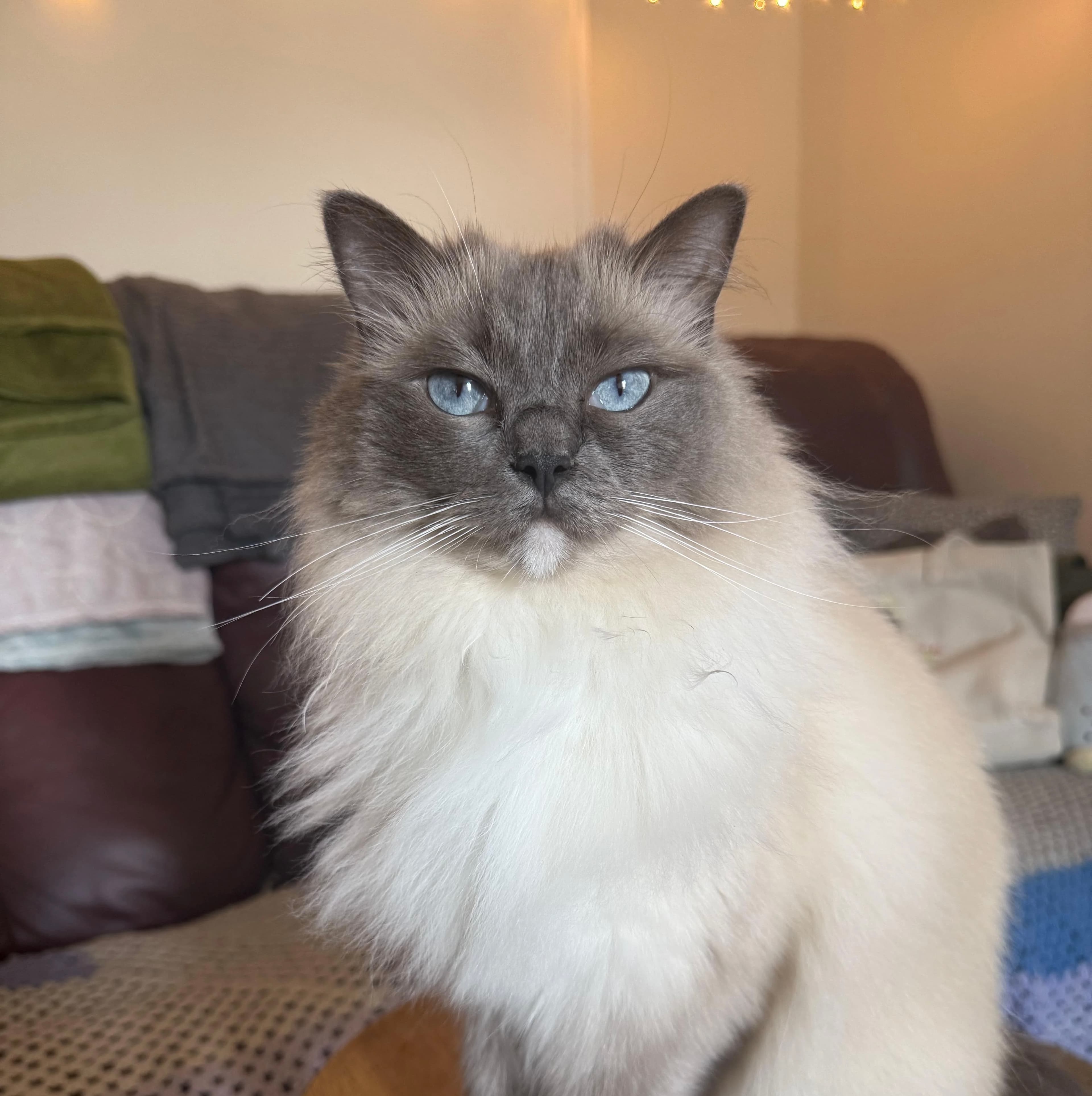 Phone photo of a blue-eyed grey and white cat on a stool