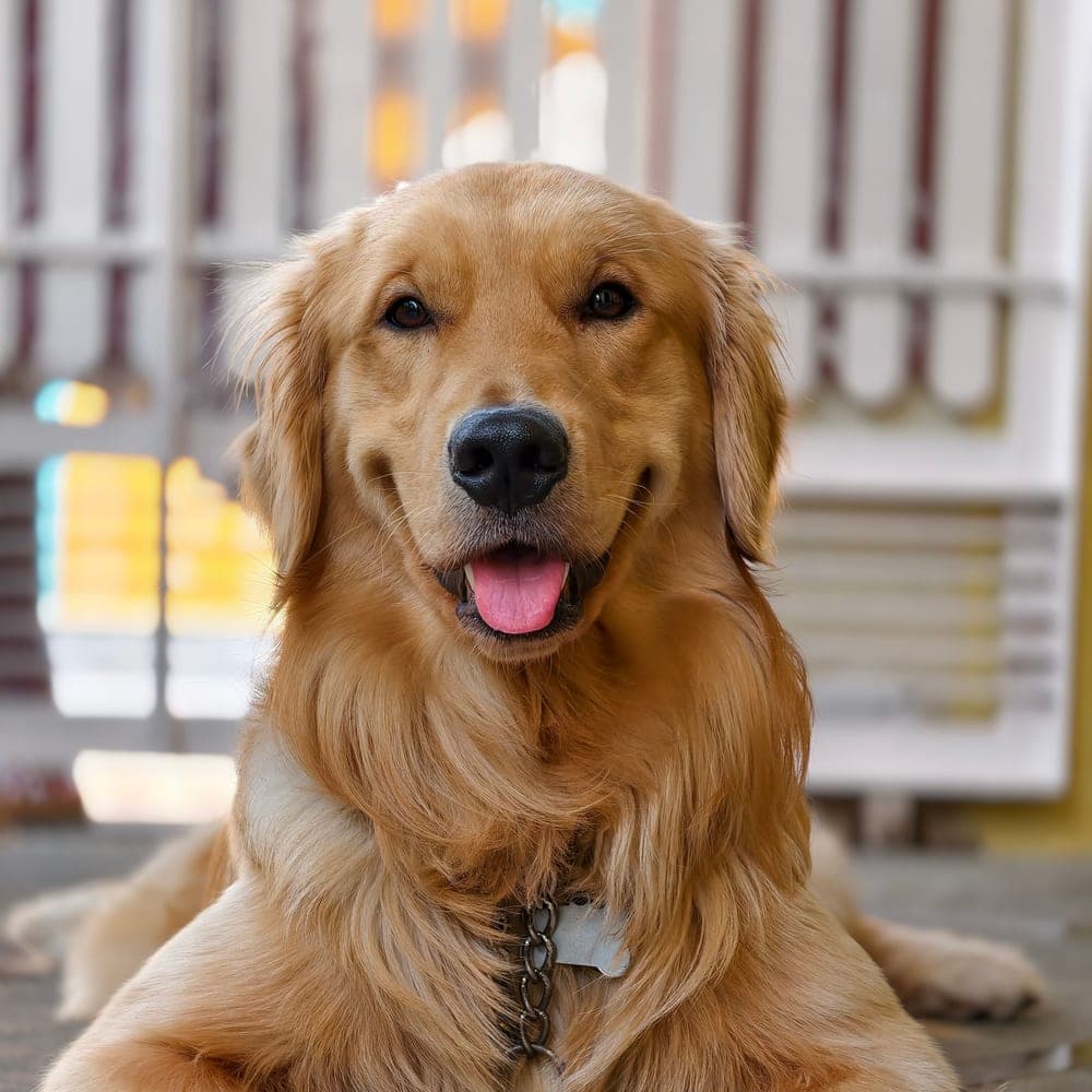 Phone photo of a golden retriever's face