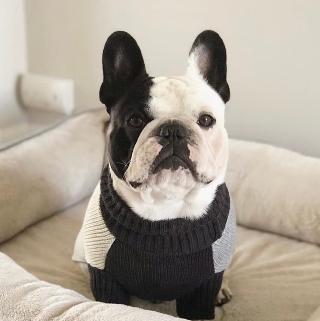 Phone photo of a black and white French bulldog in a sweater