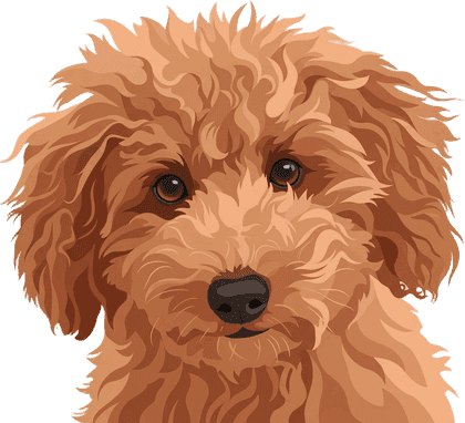 Modern head portrait sample of a curly-haired red poodle mix puppy