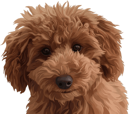 Modern head portrait sample of Archie, a curly red doodle