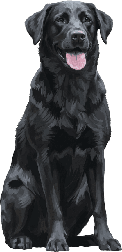 Modern full-body portrait of Bella, a black Labrador