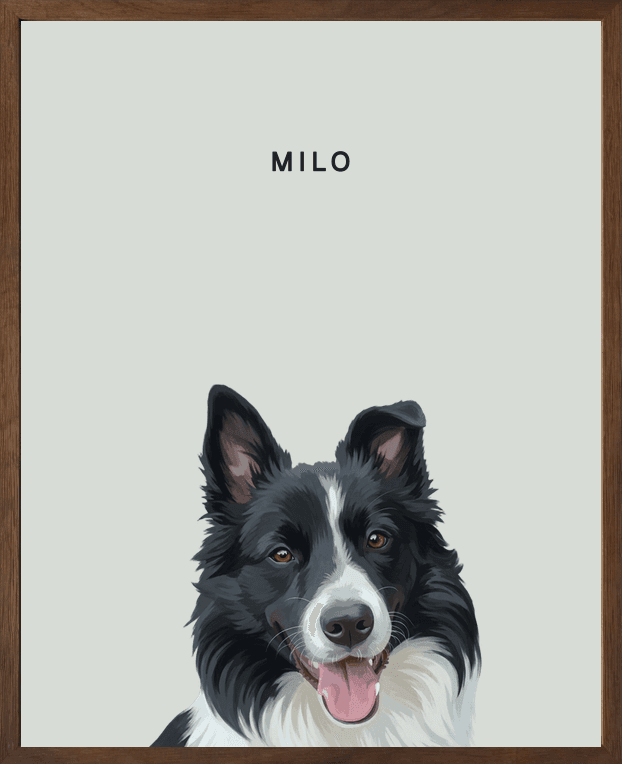 Framed head portrait of Milo, a border collie, on a mist background in a walnut oak frame